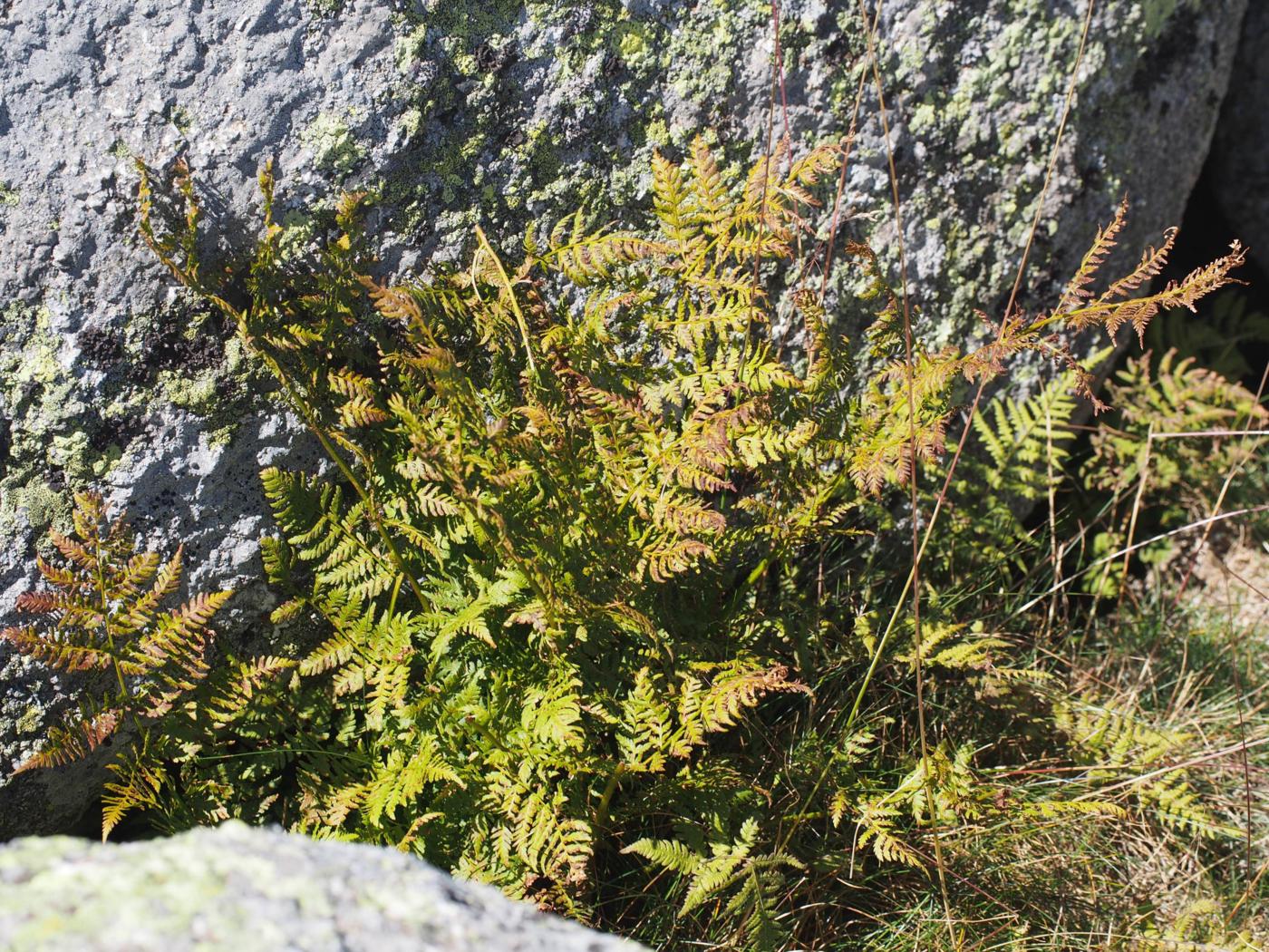 Fern, Northern Buckler plant